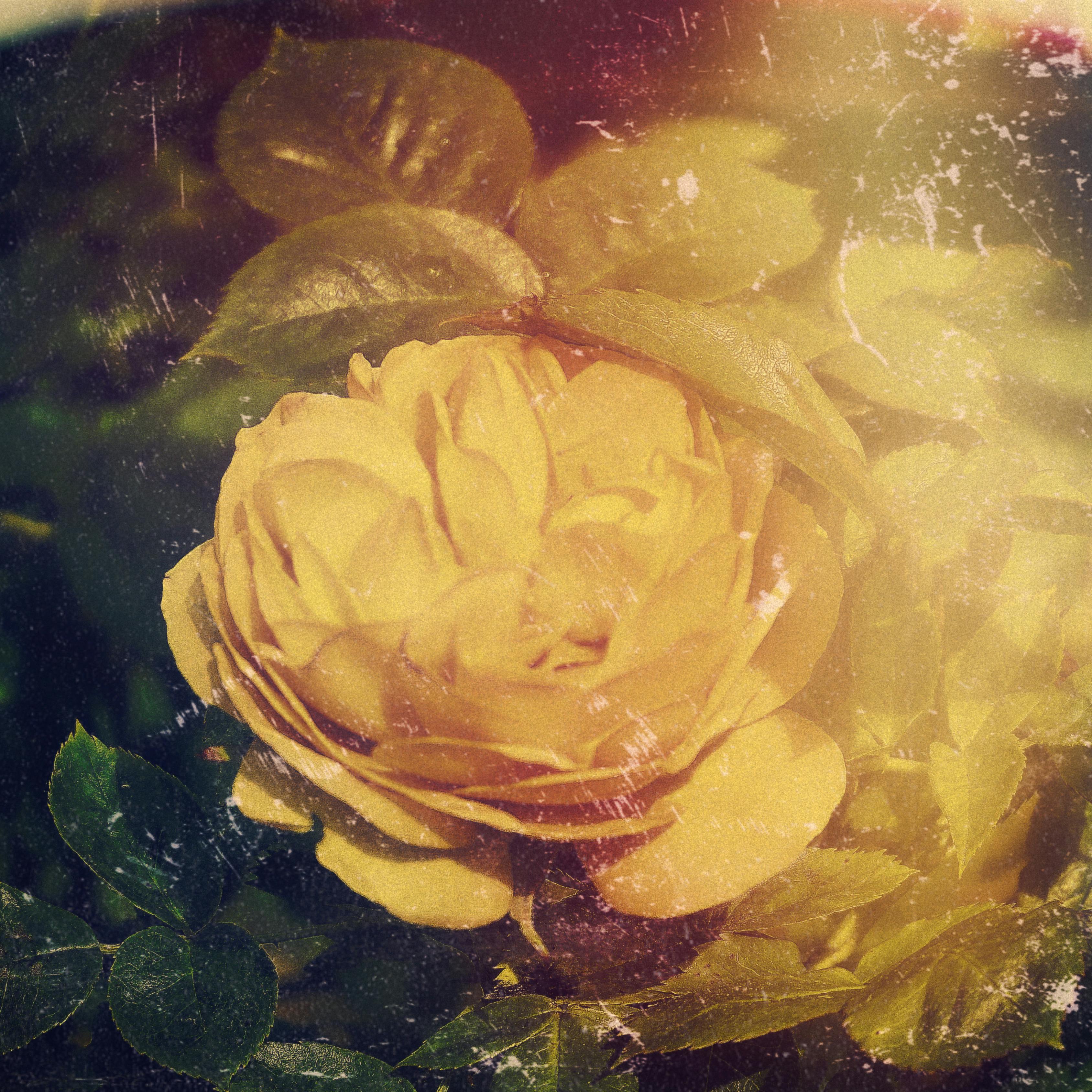 An old photo of a blooming yellow rose.