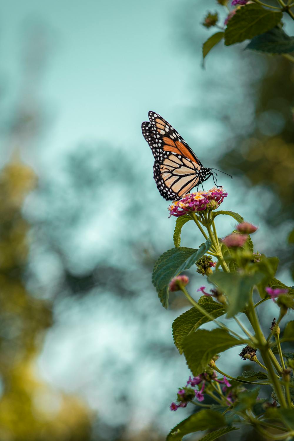 A monarch butterfly on a small, purple, yellow, and white flower.