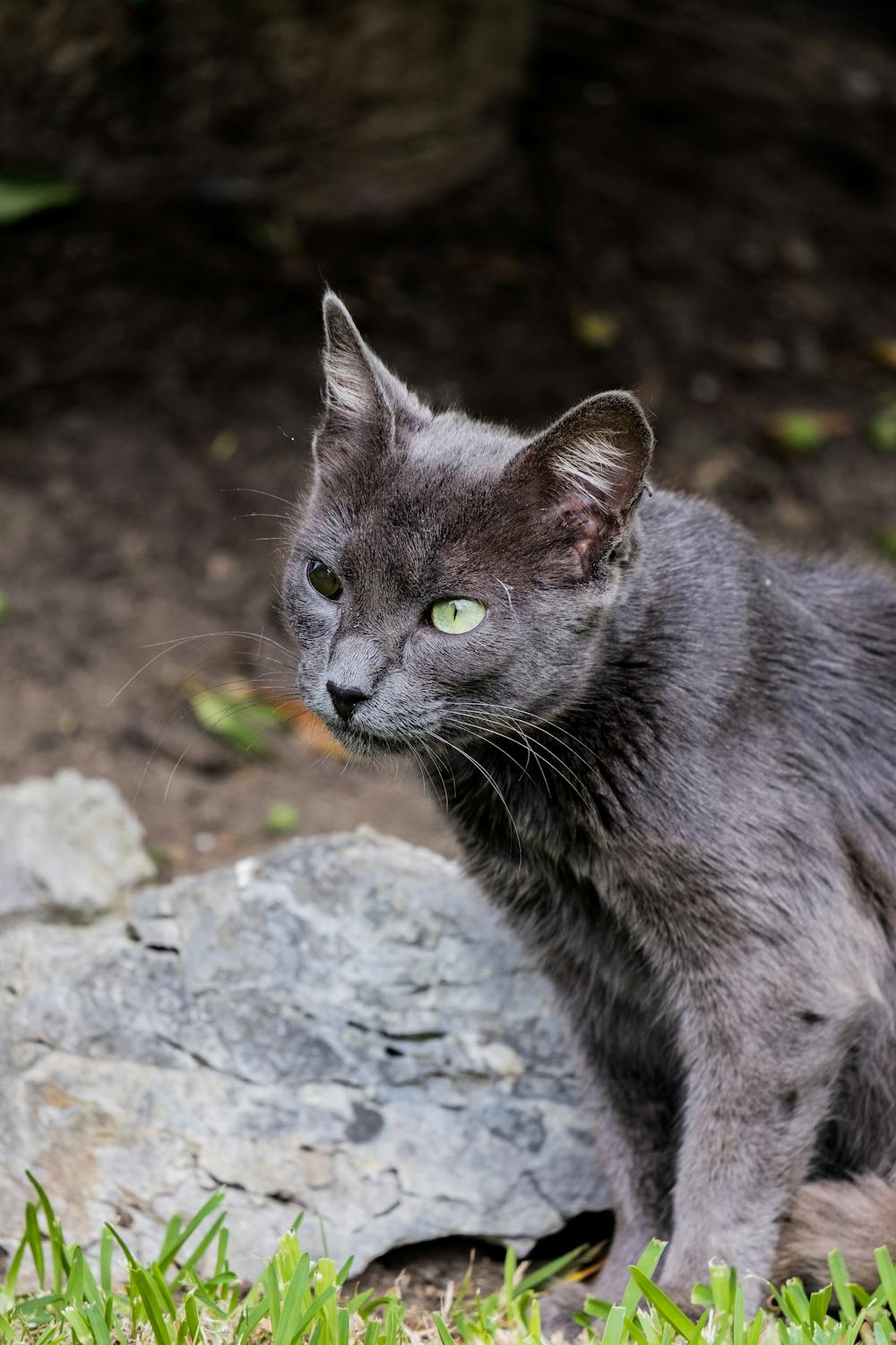 A Russian Blue cat with one dark green eye and one light green eye stepping towards the camera, with dirt, rocks, and grass in the background.
                .